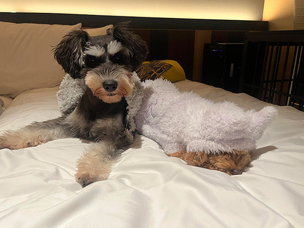 犬