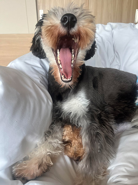 犬