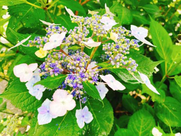 紫陽花の蕾