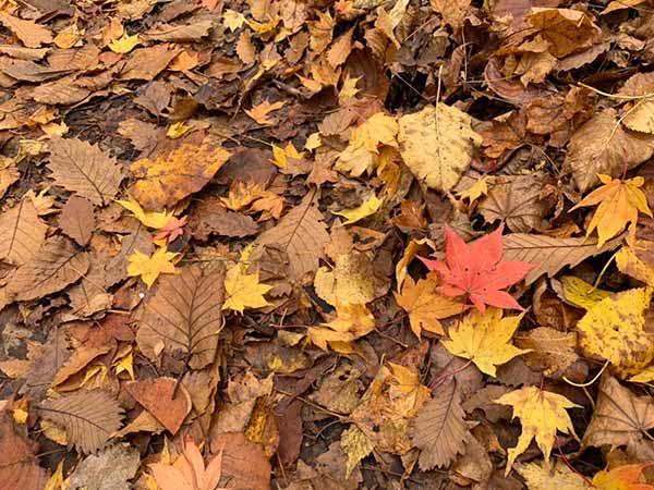 紅葉