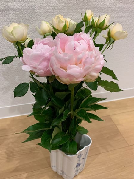 芍薬