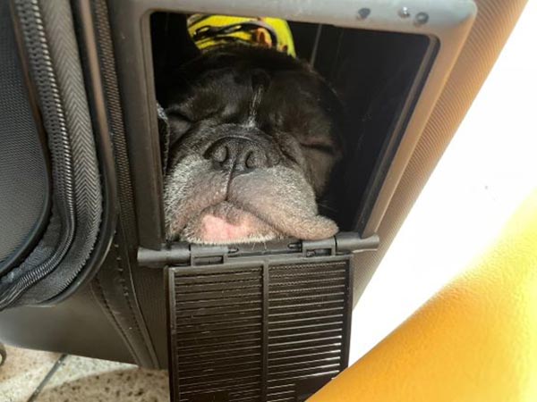 犬眠る