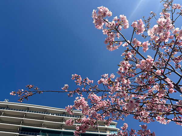 桜