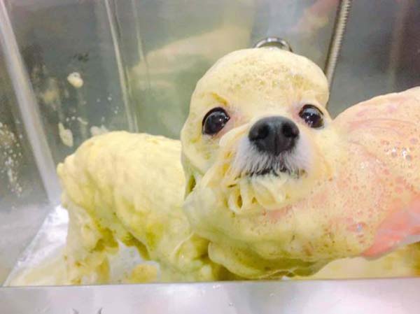 泡犬